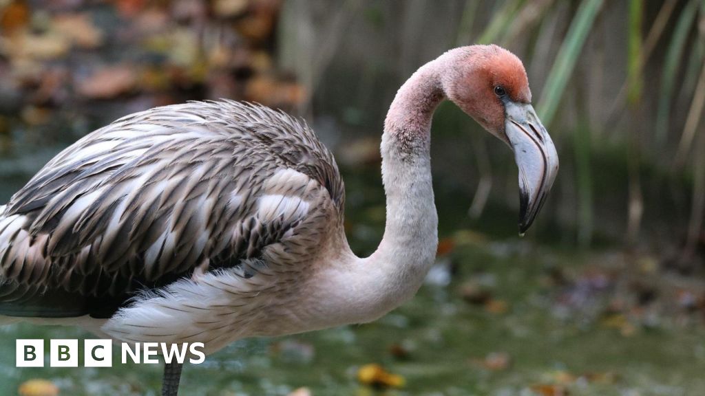 Search goes on for 'naughty teenager' flamingo missing from Hayle