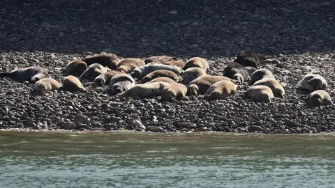Getty Images Seals sunbathing on a pebbled beach with the sea in the foreground