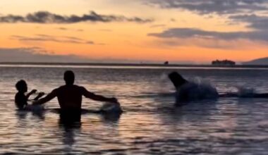Ennio Titarenko and Andrew Wierzbicki are startled by a lunging bull sea lion during an early morning cold dip at Esquimalt Lagoon Nov. 24. (Courtesy of Ennio Titarenko)