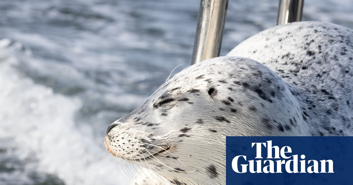 Seal escapes from pod of killer whales by jumping on to photographer’s boat | Wildlife