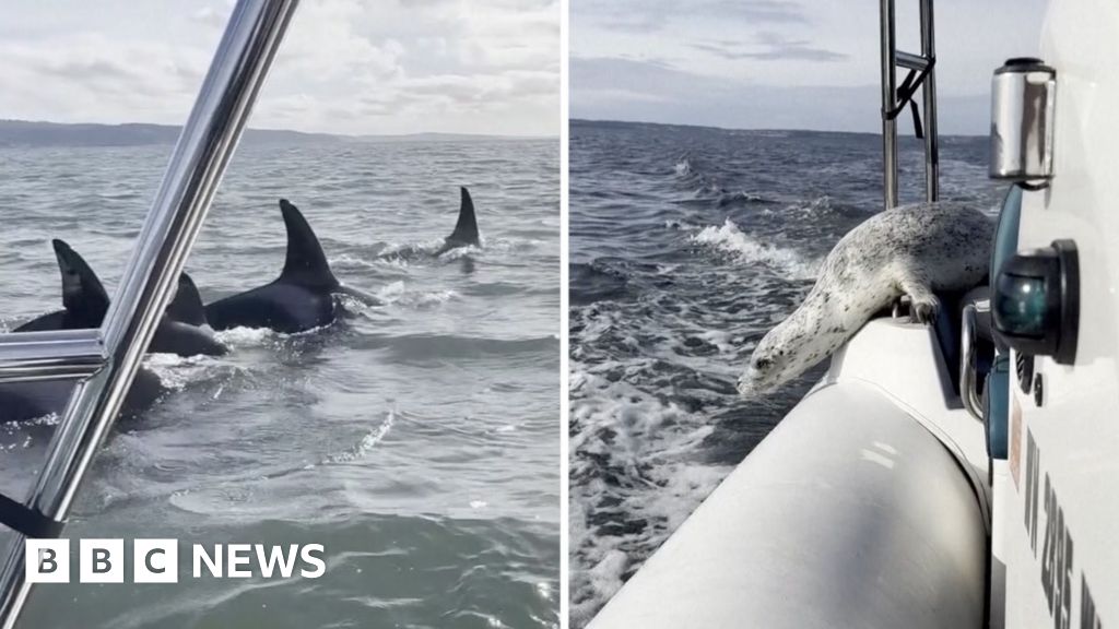 Stowaway seal seeks refuge from orcas on photographer's boat