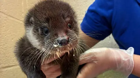 RSPCA West Hatch Iris the otter is being held by a carer.  Iris has dark brown and white fur. Her whiskers are covered in milk.  There is a white coloured wall behind her.