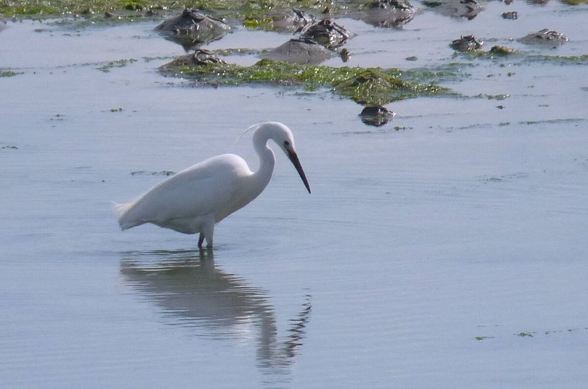 Little egret, fishing. Note the aigrettes, the 'pigtail' feathers and the yellow, almost reddish, lores between eyes and beak.