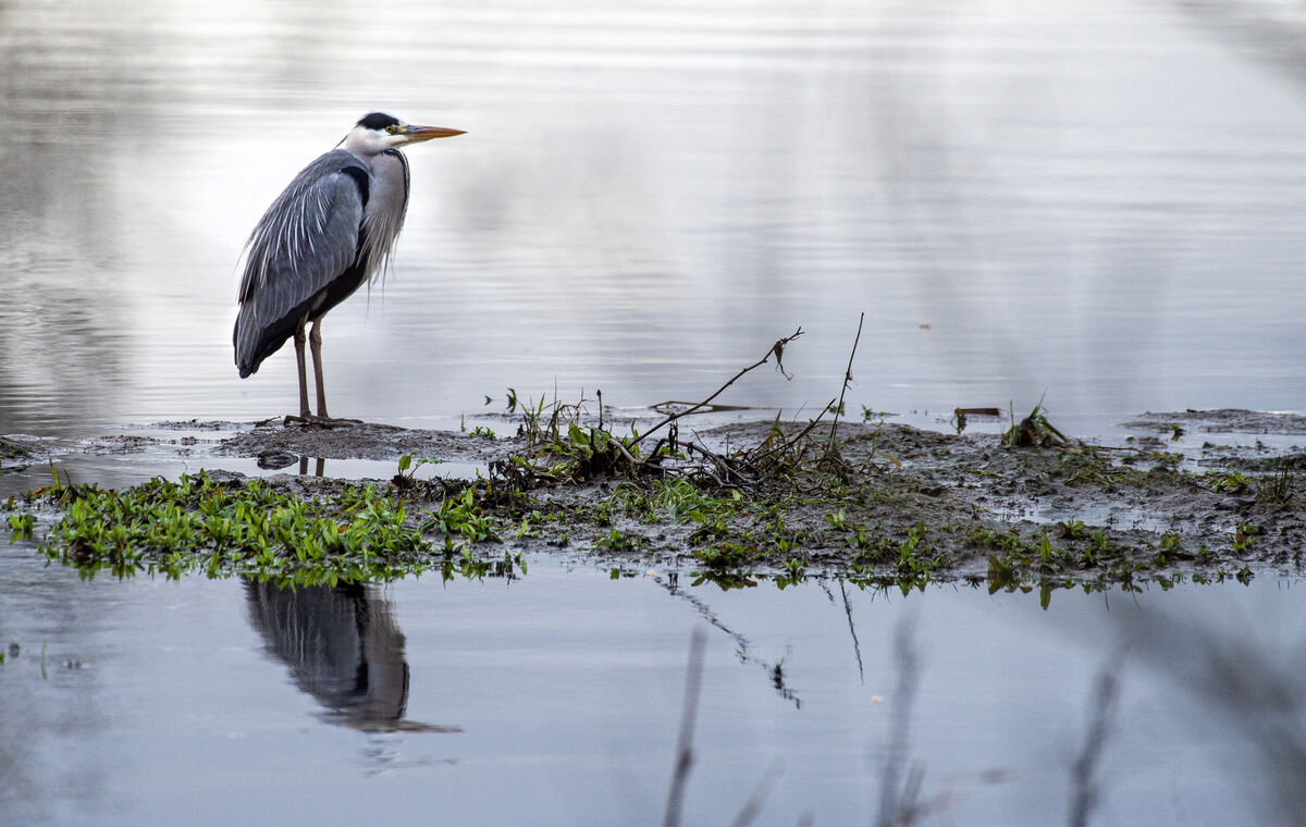 A grey heron waiting for its next meal at the Gearagh, Macroom, Co Cork. Picture:Dan Linehan