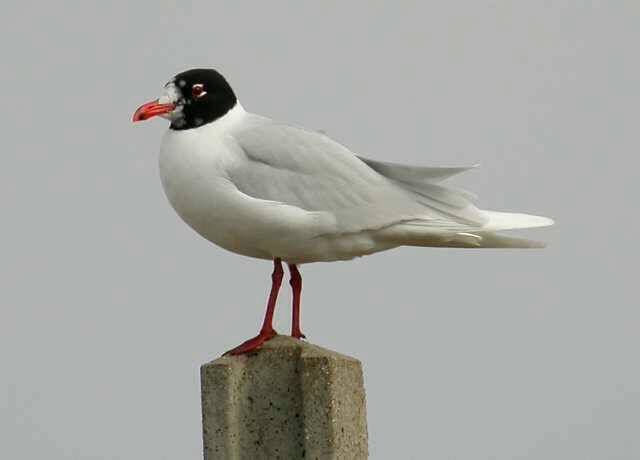A Mediterranean gull. Picture: John Furse