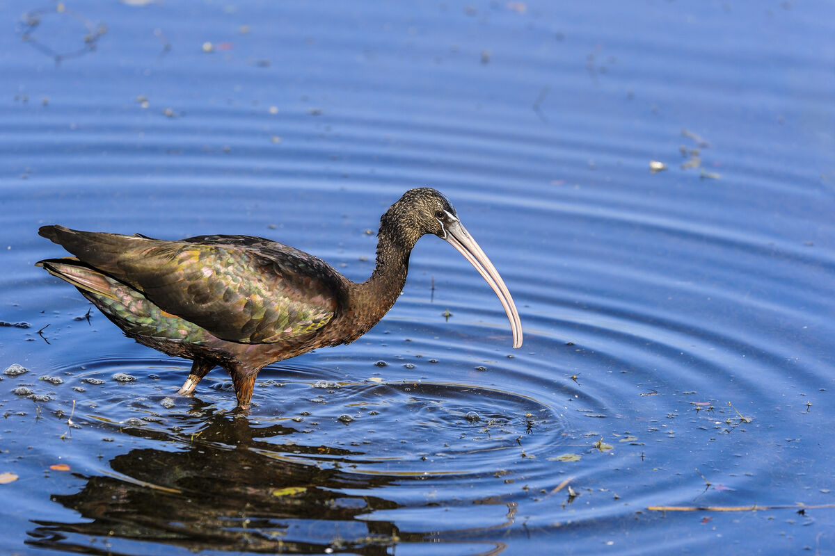 A glossy ibis.