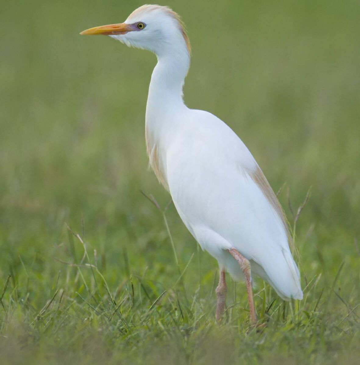 Cattle Egret. Picture: iStock