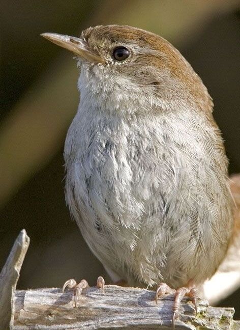 Cetti's Warbler bird. Picture: Yvon Toupin