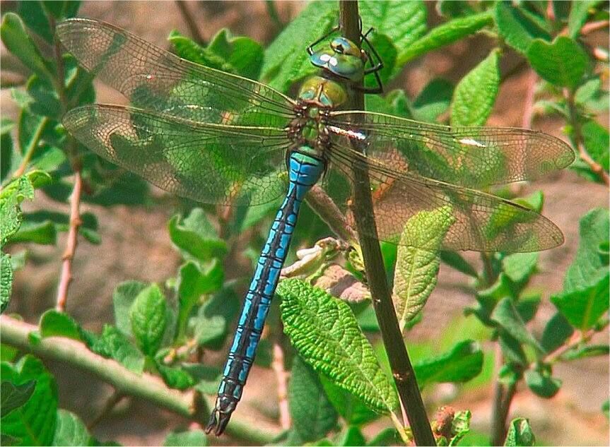 Image of an emperor dragonfly from 'Alien Invaders', broadcast on TG4.