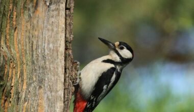 More exotic birds are winging their way to Ireland