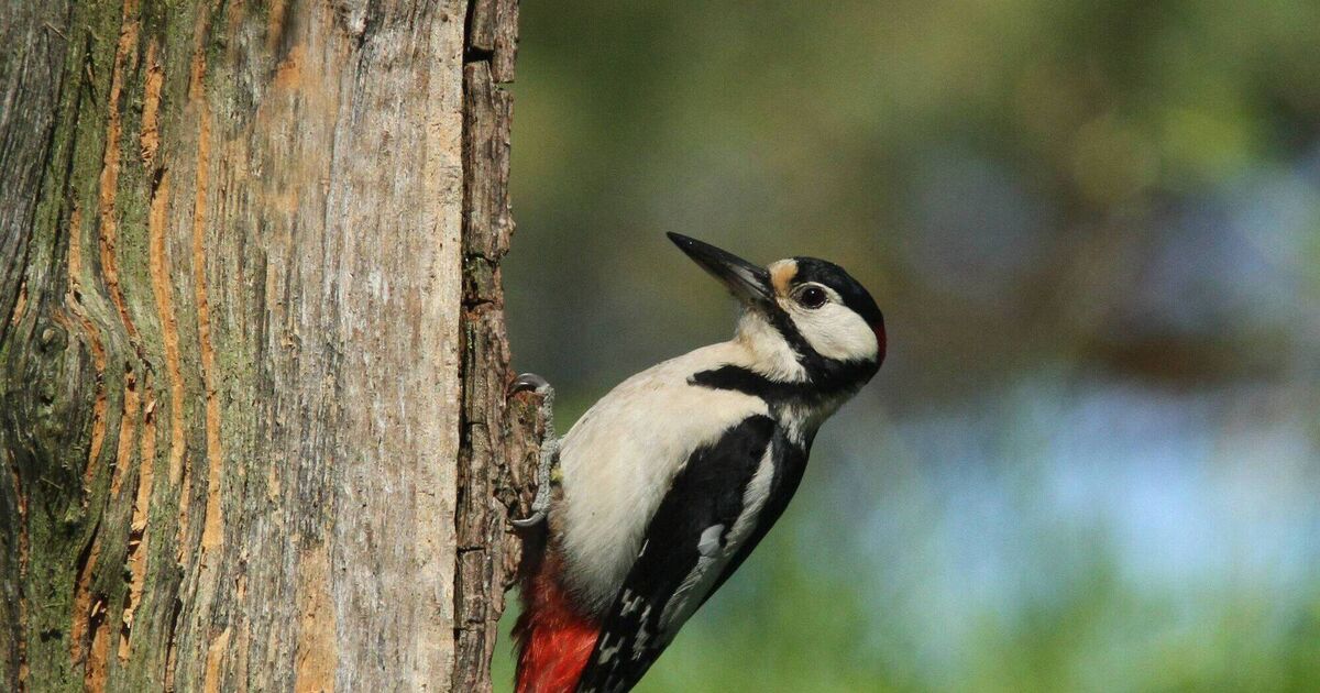 More exotic birds are winging their way to Ireland