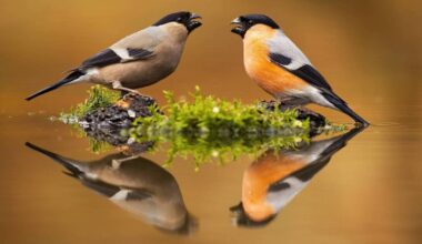 Why female mammals live longer than males but female birds die first