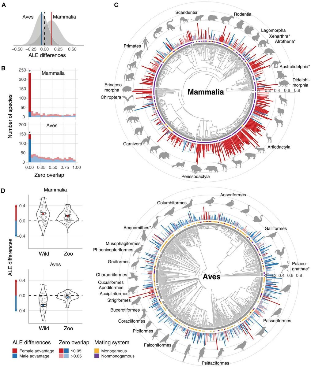 Sexual selection drives sex difference in adult life expectancy across mammals and birds