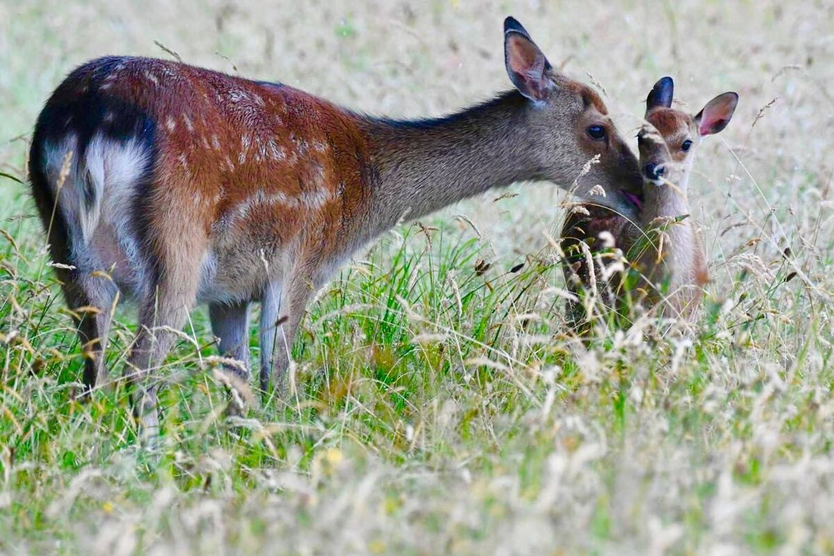 Sika deer, the source of wild venison for eating, along with fallow. Picture: Críostóir Grayson/Irish Deer Commission