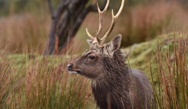 Wild Irish venison an ethical, healthy alternative to processed meats 