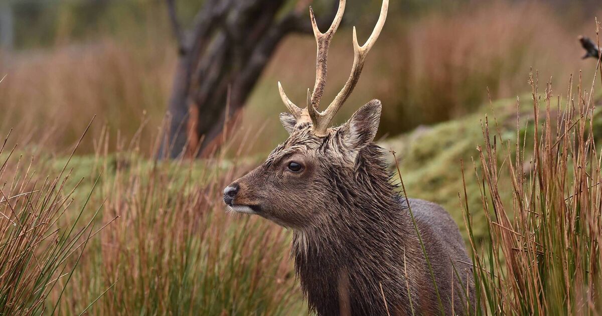 Wild Irish venison an ethical, healthy alternative to processed meats 