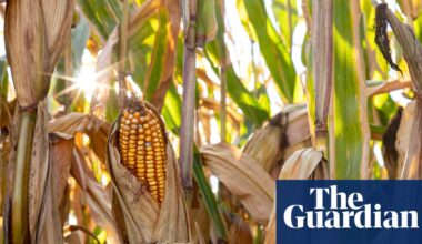 Trump officials set to approve ‘forever chemical’ as pesticide ingredient | Pfas