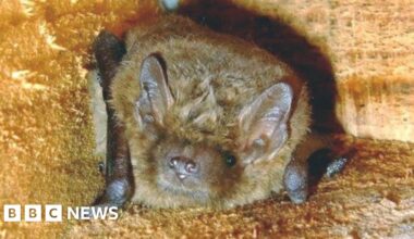 Bats move in to converted pumping station and WW2 pillbox