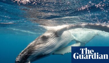 Stranded whale euthanized after failed rescue attempt off Oregon coast | Oregon