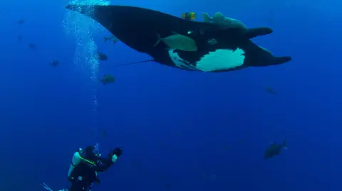 Mauricio Hoyos Mauricio Hoyos films a giant manta ray in the ocean
