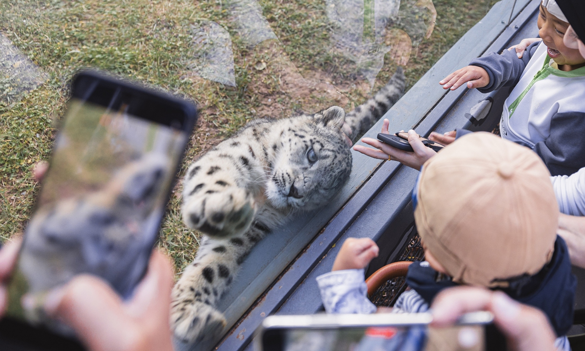 Ling Xiaomang, a rescued snow leopard, interacts with visitors in Xining Wildlife Zoo in October 2025. Photo: Li Hao/GT