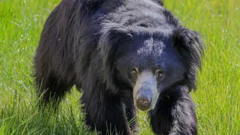 Bill Mead A fluffy black sloth bear with a grey part near its nose and small eyes is walking through long grass and looking directly at the camera.