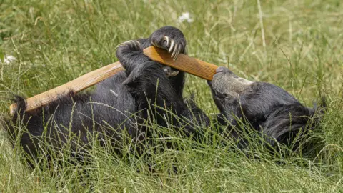 Bill Mead A black sloth bear with long claws is laying in tall grass and holding a wooden pole in its paws with its nose touching the end of it.