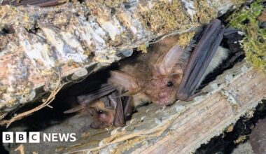 Successful bat conservation at Graven Hill self-build development