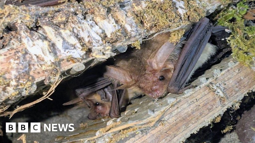 Successful bat conservation at Graven Hill self-build development