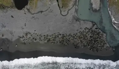 A colony of southern elephant seals - some  infected by bird flu - on a beach in St Andrews Bay on South Georgia island, in the South Atlantic Ocean.