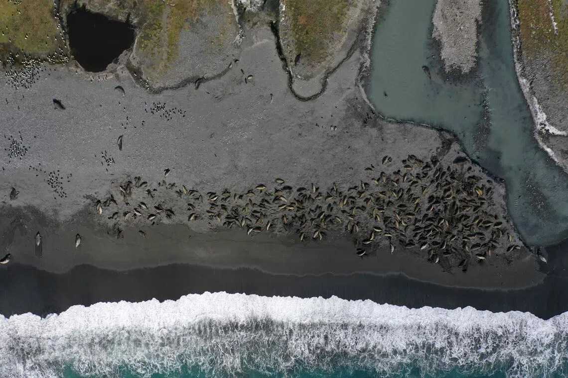 A colony of southern elephant seals - some  infected by bird flu - on a beach in St Andrews Bay on South Georgia island, in the South Atlantic Ocean.