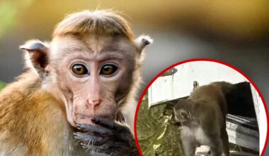 Escaped Monkey in Mississippi Killed By Frightened Mother