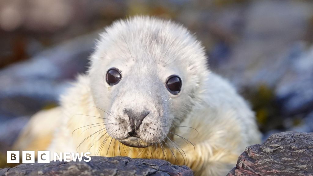 Farne Islands' newborn grey seals counted in their first survey