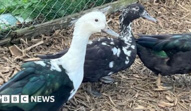 Rescued ducks take first pond dip in their new home in Cornwall