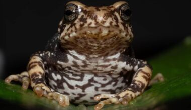 a close-up of a brown spotted toad
