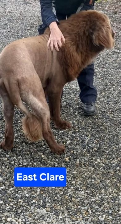 The Clare "Lion" turned out to be a friendly dog