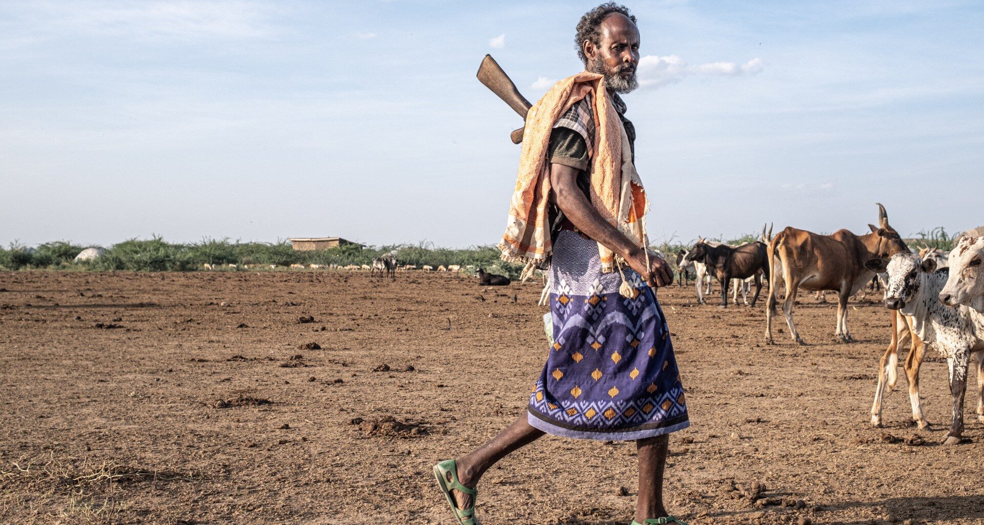 Non-native tree devastates Ethiopia’s ecosystems and threatens livelihoods | Gallery News