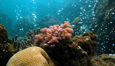 Volcanic bubbles in Papua New Guinea a window into coral’s future