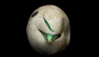 A close-up photograph shows the bright green head of a hatching snake emerging from a small slit in its speckled, off-white egg, set against a black background.