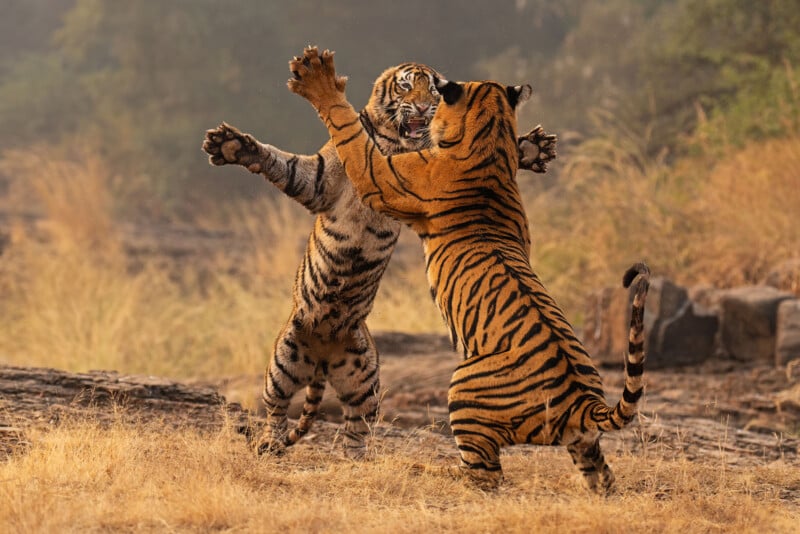 Two tigers stand on their hind legs with front paws extended, appearing to spar or play in a dry grassy field with trees and rocks in the background.