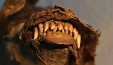 Frozen Puppy Discovered In Siberia… With A Woolly Rhino Still In Its Stomach