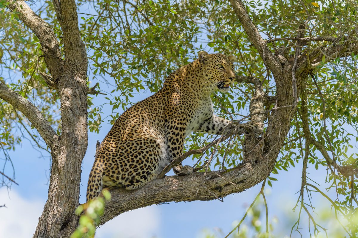Leopard, Panthera pardus, on tree, Masai Mara National Reserve, Kenya, Africa