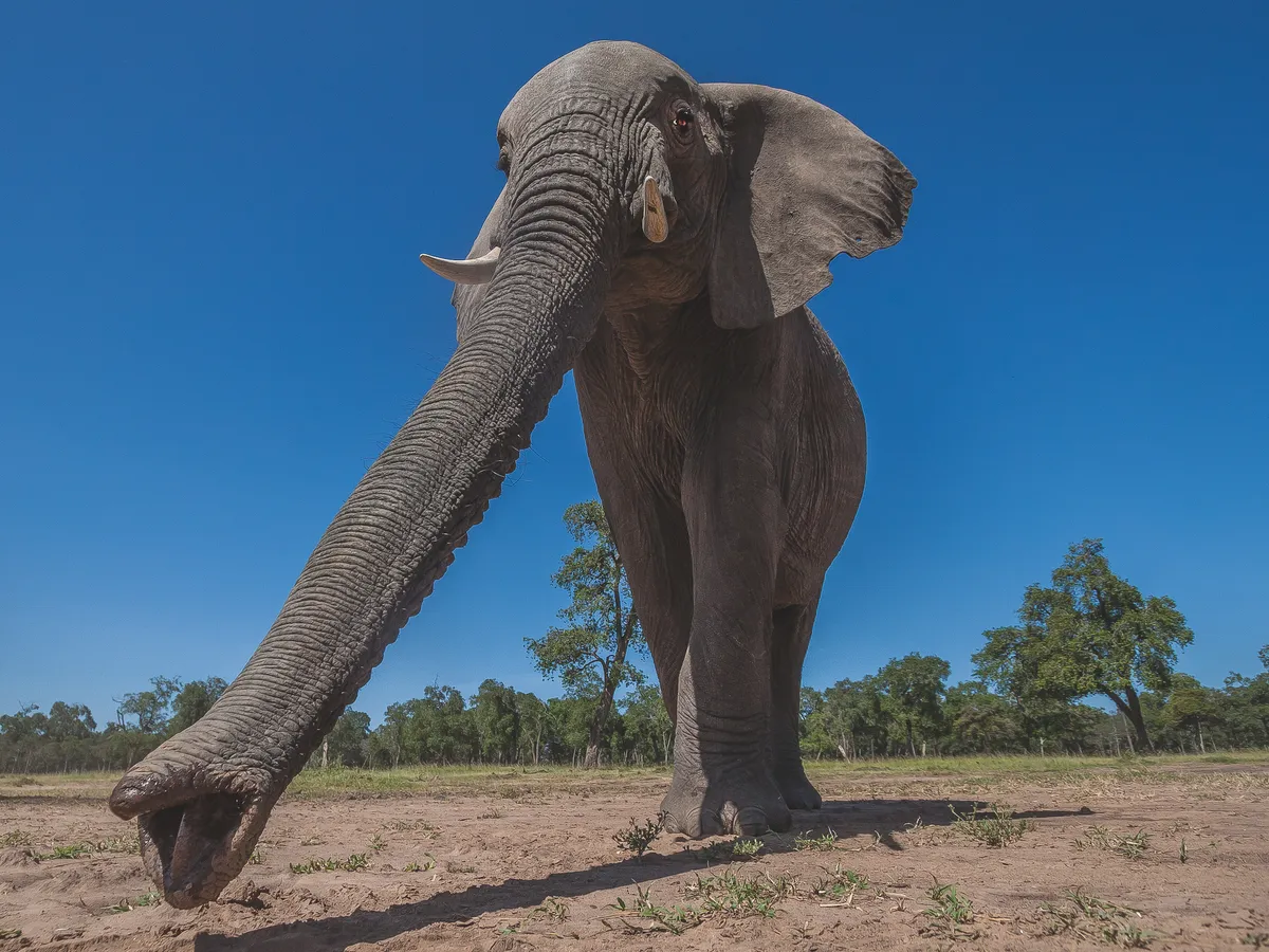 An elephant with elongated trunk