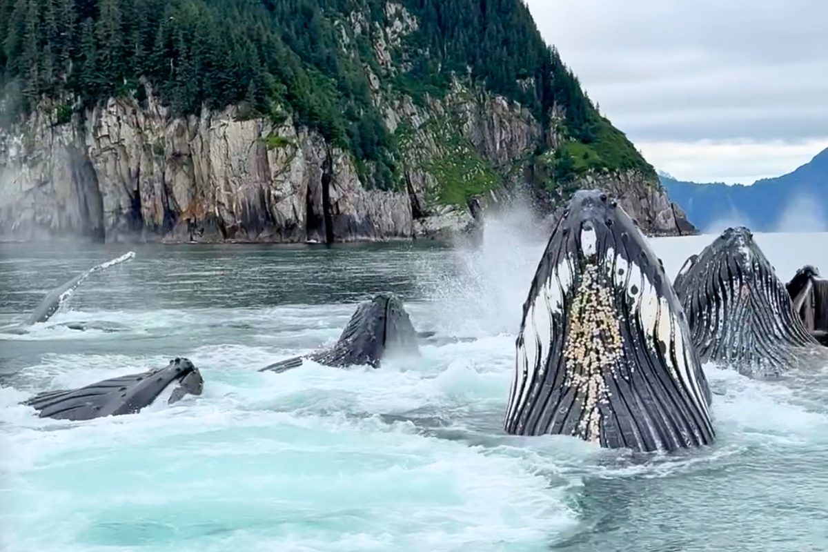 “Hungry giants” filmed exploding out of the ocean in Alaska