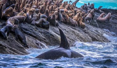 Inner coast transient killer whale hunting close to a Steller sea lion haulout off the outer coast of Washington
