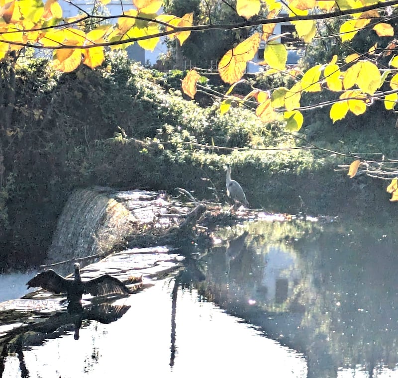 A cormorant and a heron on the river Dodder