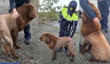 Newfoundland “Mouse” Emerges As Mysterious Lion Of Mountshannon