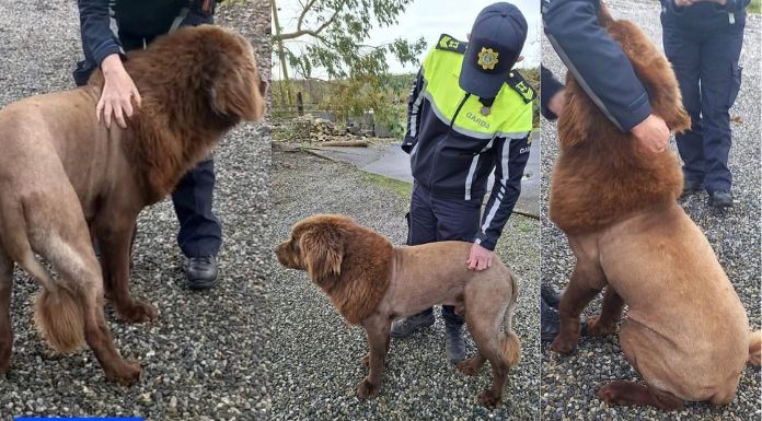 Newfoundland “Mouse” Emerges As Mysterious Lion Of Mountshannon