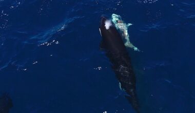 Orcas filmed paralysing and eating great white sharks in the Gulf of California