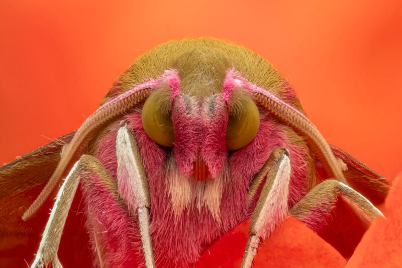 Close-up macro image of a moth’s face, showing detailed eyes, antennae, and fuzzy pinkish-brown hairs against a vivid orange background.